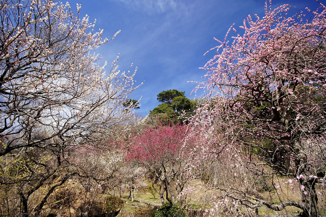 熱海梅園